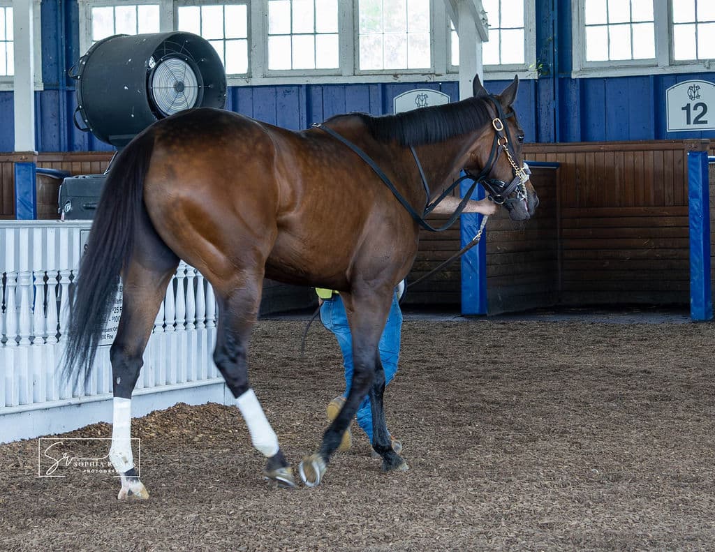 Accolade Horse '26